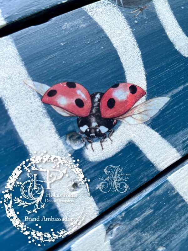 Angelas attic - Sheillam Succulants1 Angelas attic - Sheillam Succulants1