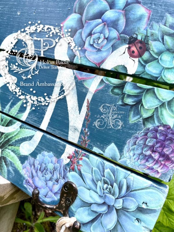 Angelas attic - Sheillam Succulants3 Angelas attic - Sheillam Succulants3